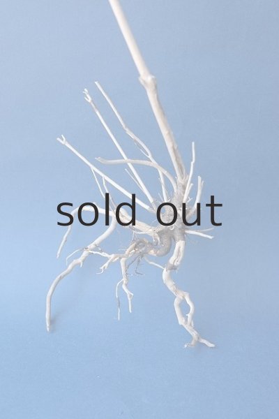 画像2: 流木根 (2)