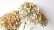 画像2: Dry plants for decor デコール用乾燥紫陽花（アキイロアジサイ・小3本セット）2016開花分 (2)