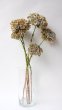 画像1: Dry plants for decor デコール用乾燥紫陽花（アキイロアジサイ・小3本セット）2016開花分 (1)