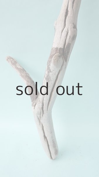 画像2: 枝流木 (2)