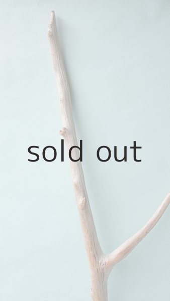 画像4: 幹流木 (4)