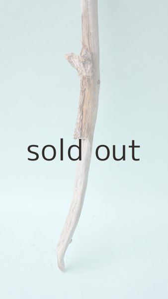 画像2: 枝流木 (2)