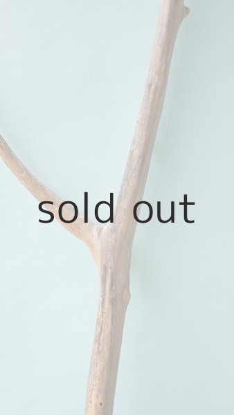 画像7: 幹流木 (7)