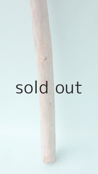 画像2: 幹流木 (2)