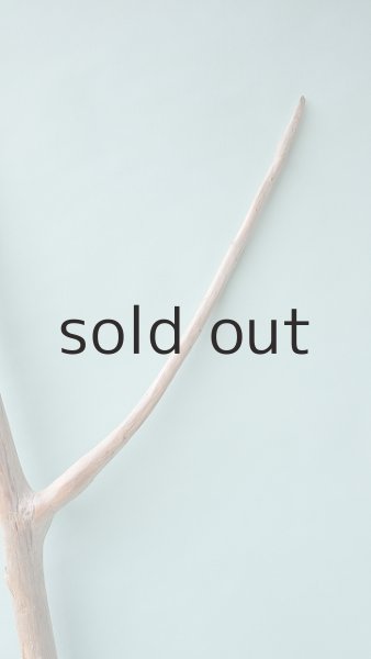 画像5: 幹流木 (5)