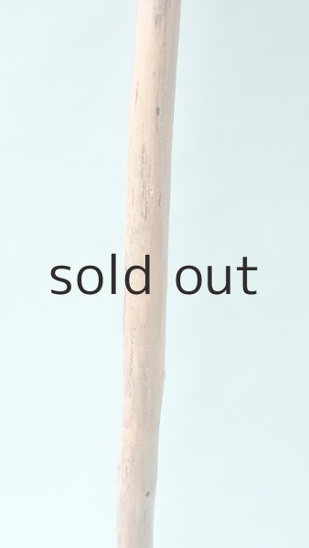 画像6: 幹流木 (6)