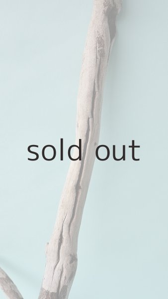 画像3: 枝流木 (3)