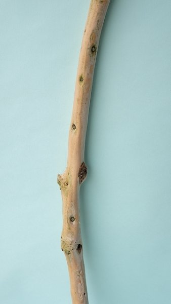 画像3: 棒流木 (3)