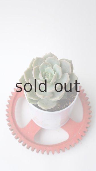 画像2: 多肉植物（白牡丹・ エケべリア属）苗・オプションでオリジナルスチール丸缶 (2)