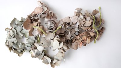 画像1: Dry plants for decor ユーカリミニリース（銀丸葉）色あせにつき＊outlet＊