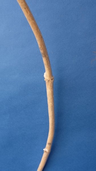 画像4: 枝流木 (4)