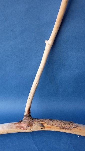 画像3: 枝流木 (3)