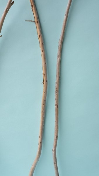 画像3: 棒流木セット (3)