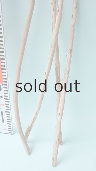 画像6: 棒流木セット (6)