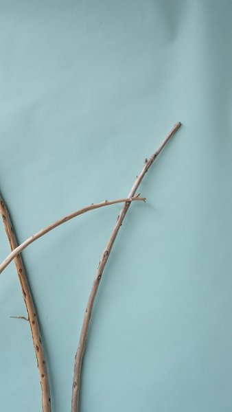 画像6: 棒流木セット (6)