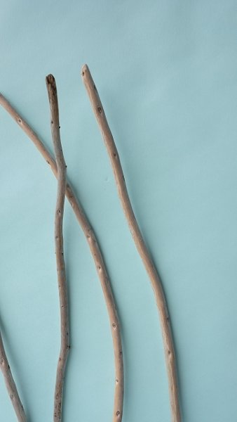 画像4: 棒流木セット (4)