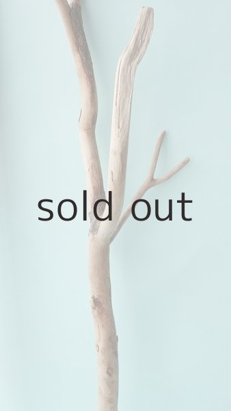 画像5: 枝流木 (5)