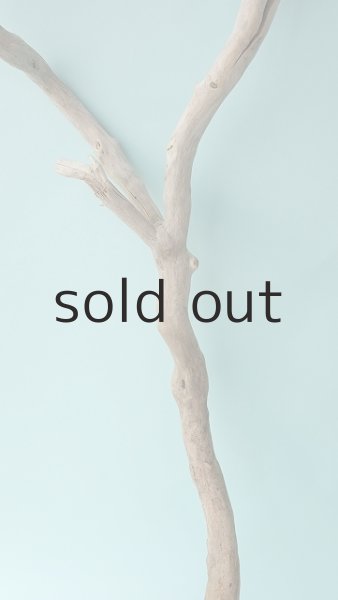 画像3: 枝流木 (3)