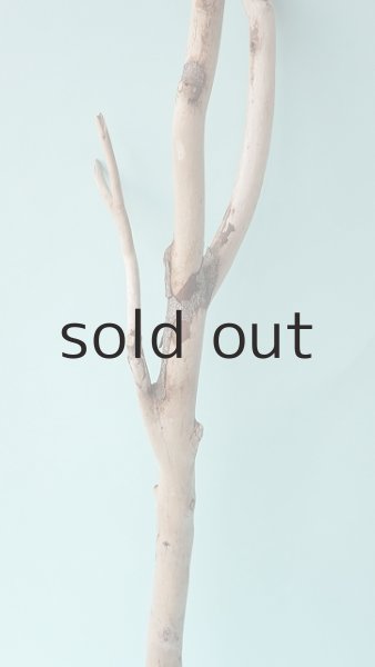 画像3: 枝流木 (3)