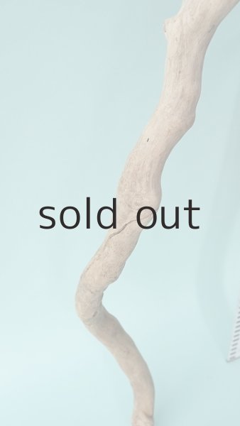 画像5: 枝流木 (5)