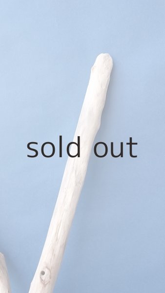 画像3: 小枝流木 (3)