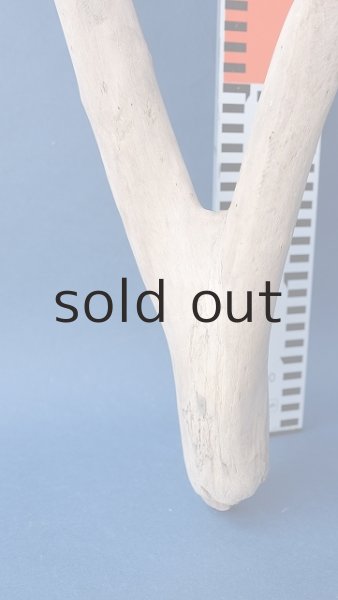 画像4: 小枝流木 (4)