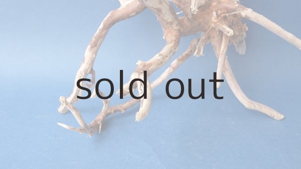 画像2: 流木根 (2)