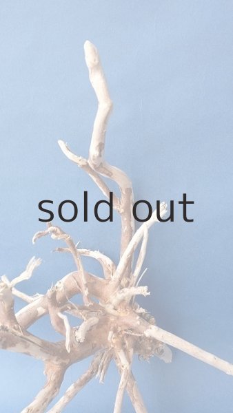 画像3: 流木根 (3)