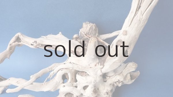 画像2: 流木根 (2)