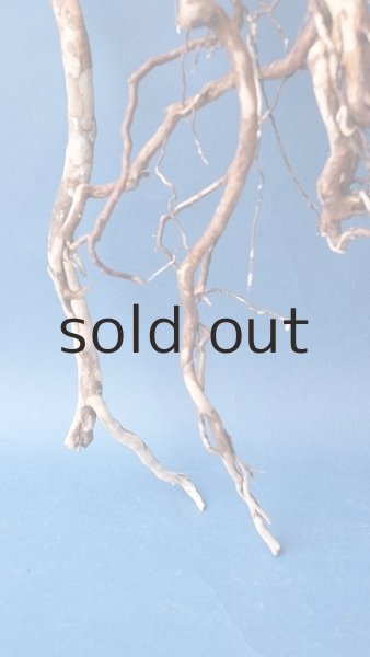 画像2: 流木根 (2)