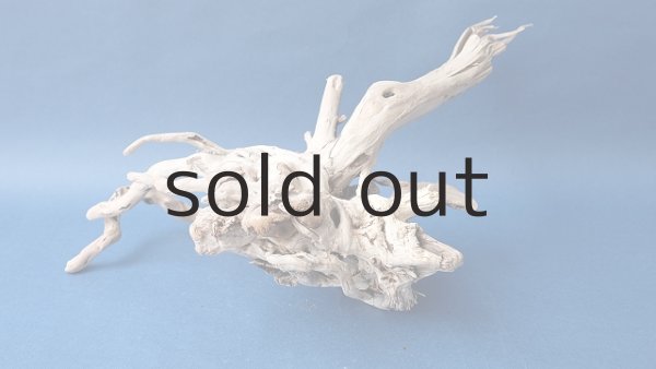 画像4: 流木根 (4)