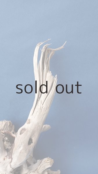 画像3: 流木根 (3)