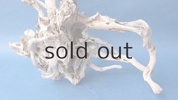 画像6: 流木根 (6)