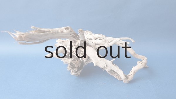 画像5: 流木根 (5)