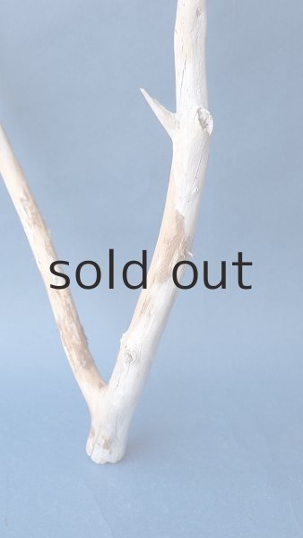 画像2: 小枝流木 (2)