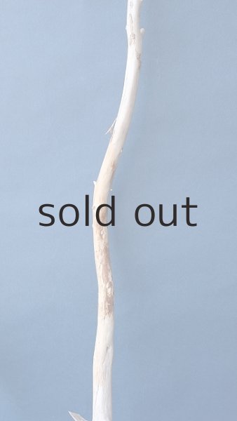 画像3: 小枝流木 (3)