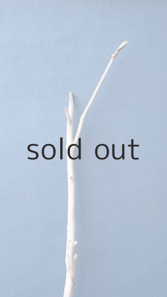 画像4: 小枝流木 (4)