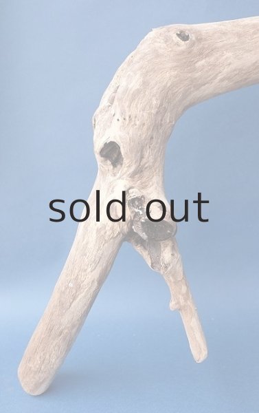 画像2: 大型 根 (2)