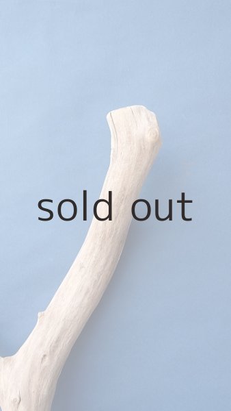 画像4: 幹流木 (4)