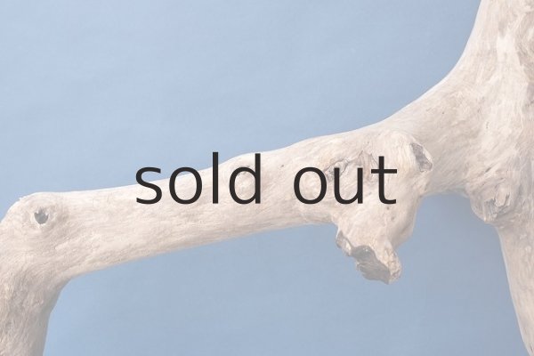 画像3: 大型 根 (3)