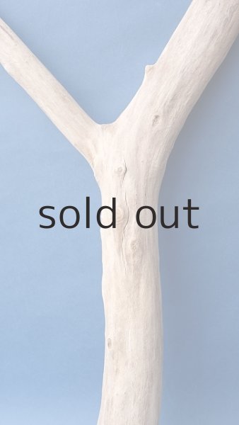 画像3: 幹流木 (3)