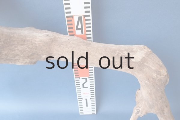 画像9: 大型 根 (9)