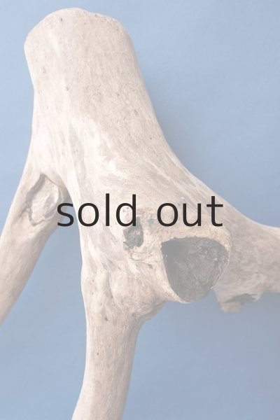 画像8: 大型 根 (8)