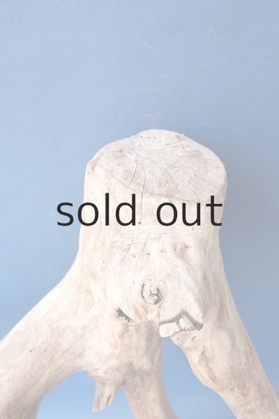 画像6: 大型 根 (6)