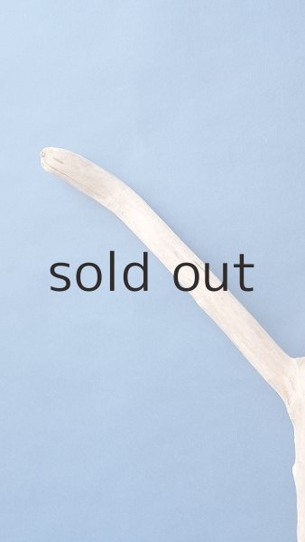 画像5: 幹流木 (5)