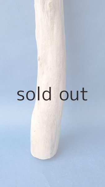 画像2: 幹流木 (2)