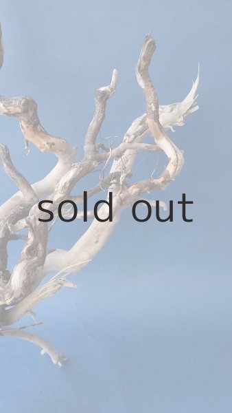 画像3: 流木根 (3)