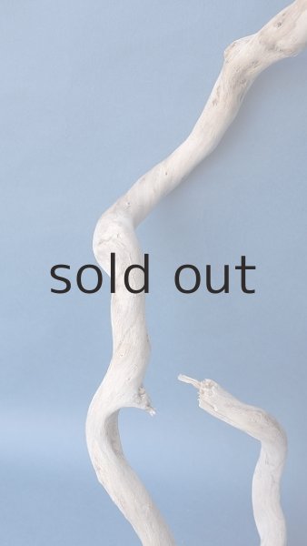 画像3: 流木根 (3)