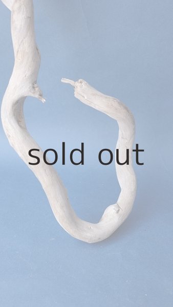 画像2: 流木根 (2)