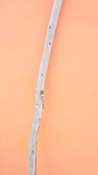 画像3: 棒流木・長尺 (3)